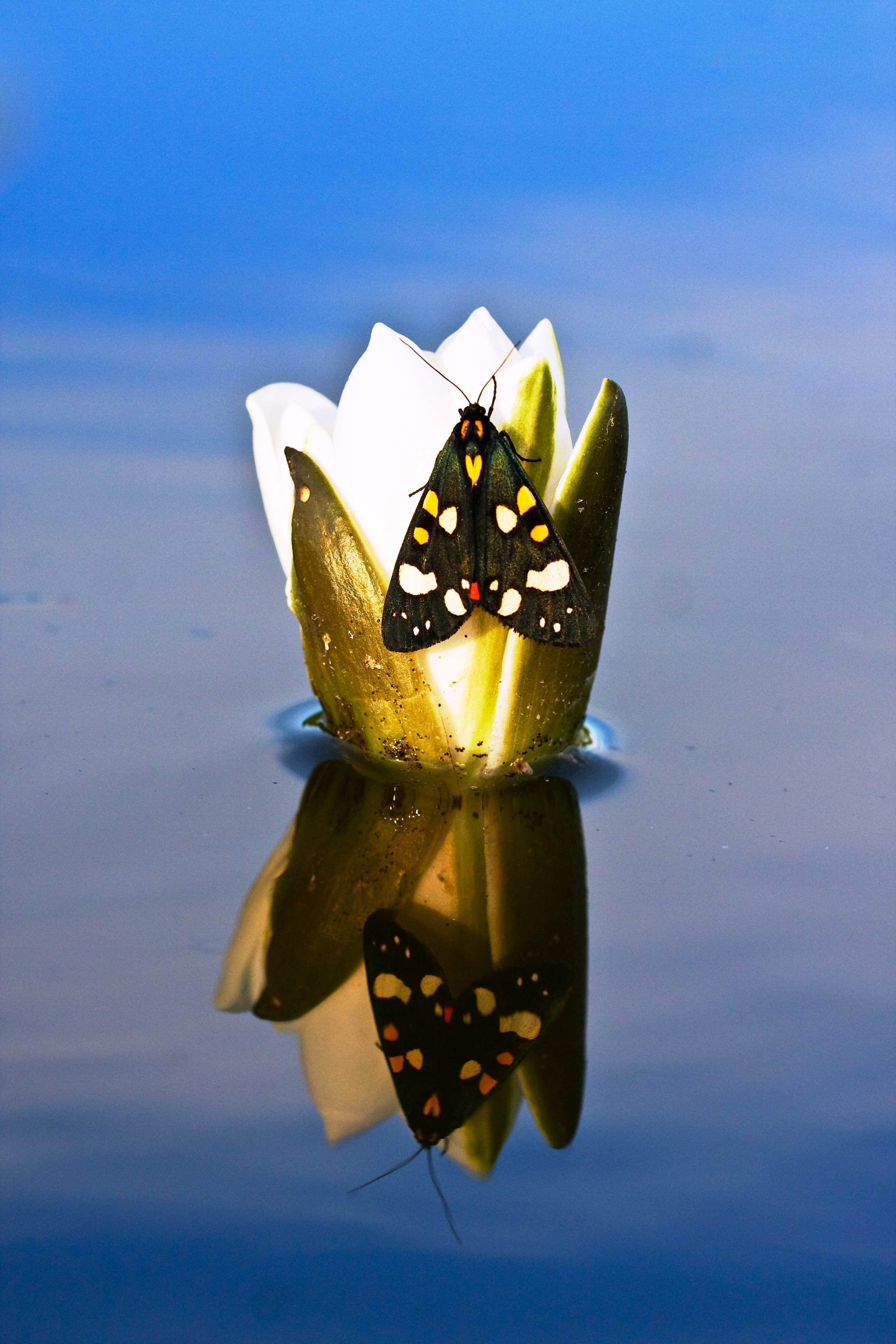 Icon of Virgo 20