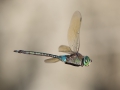 „Kleine Königslibelle (Anax parthenope) im Flug“