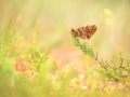 kleines Juwel im Moor - Boloria aquilonaris