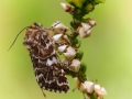 Die Heidekraut-Bunteule auch Heidekrauteulchen genannt (Anarta  myrtilli) ist in vielen Bundesländern schon stark gefärdet. Hier im Grambower Moor fühlt sie sich scheinbar pudelwohl.