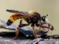 Raubfliege mit Beute (Grambower Moor)