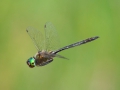 Die Arktische Smaragdlibelle (Somatochlora arctica) - bisher noch nicht in MV nachgewiesen - könnte durchaus in den verbliebenen intakten Bereichen der Hochmoore zu finden sein